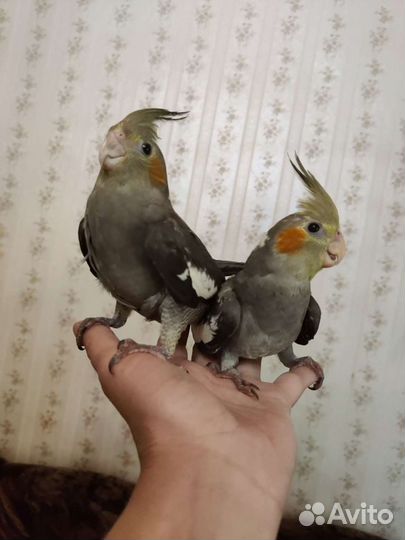 Корелла ручные птенцы