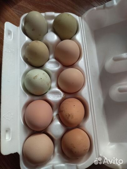 Куры несушки