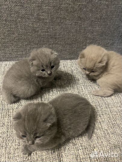 Британские котята