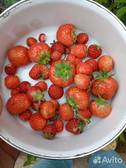 Клубника садовая