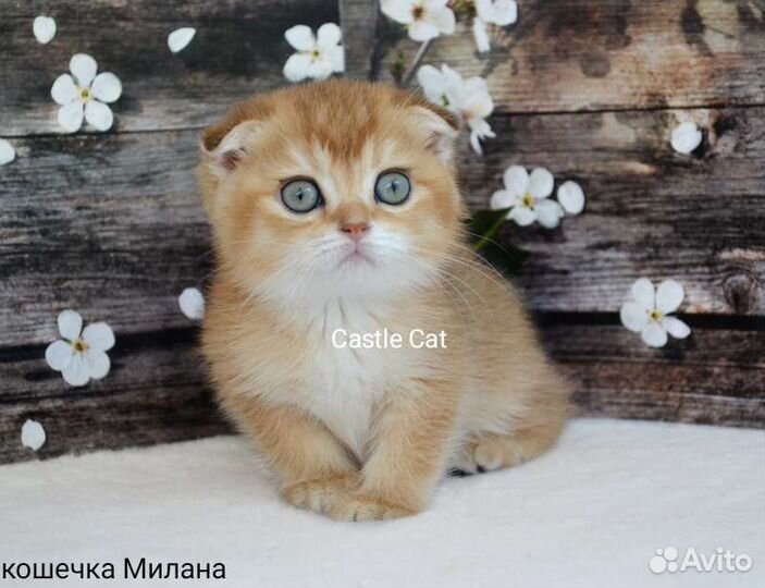 Ласковые детки