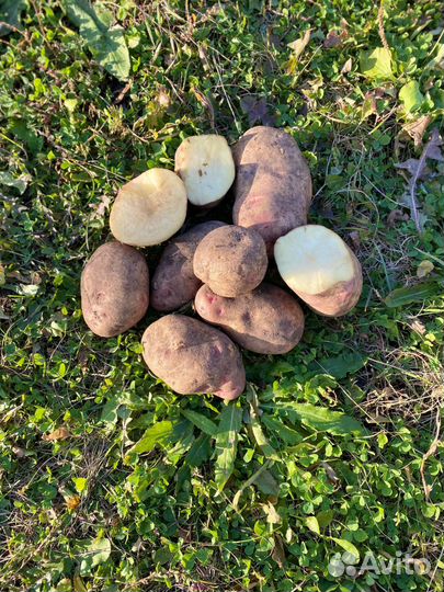 Картофель пикассо