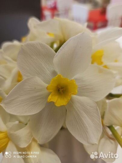Нарциссы (5 луковиц)