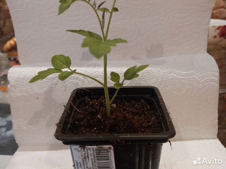 Рассада помидор черри для начинающих