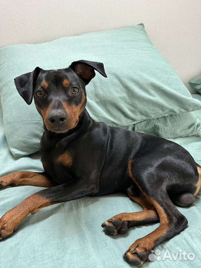 Вязка цвергпинчер