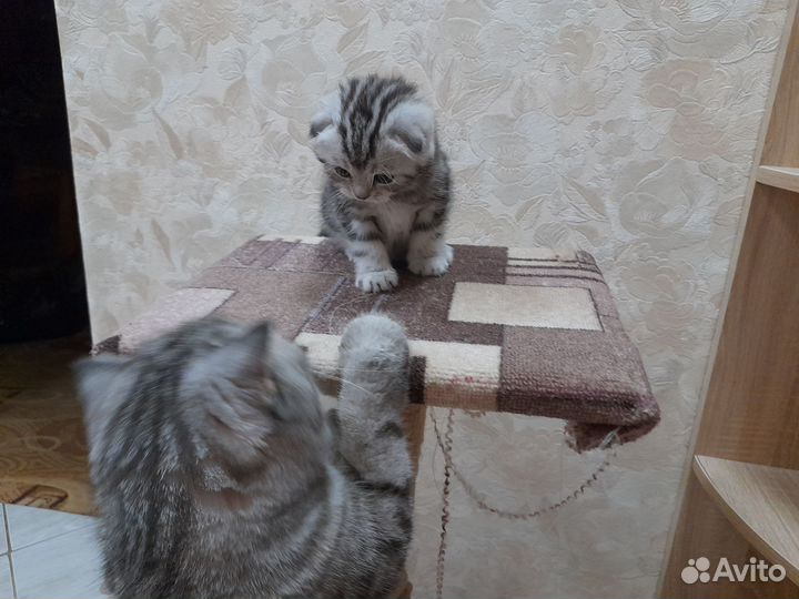Шотландская вислоухая