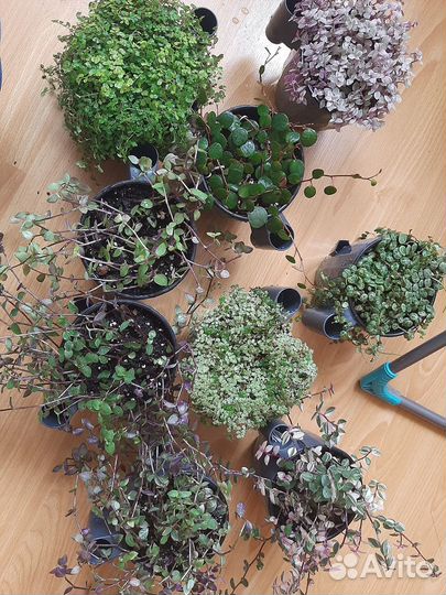 Фикусы пумилы, каллизии, пеперомии и другие