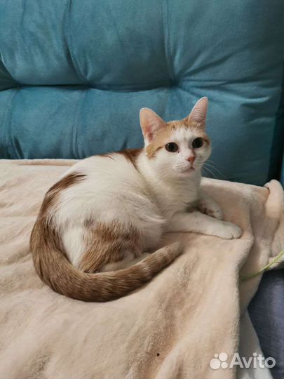 Отдаю кошку в добрые руки