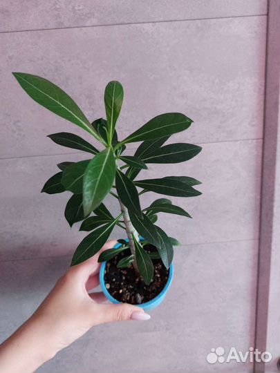 Алоказия, адениум, медиопикта, плющ