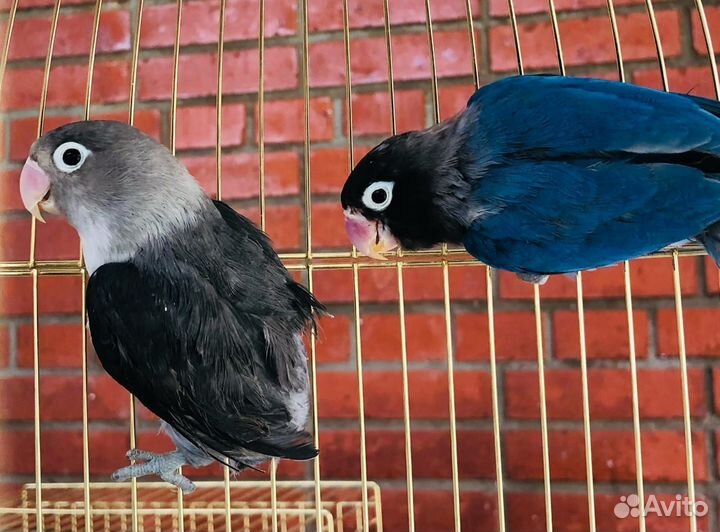 Попугай неразлучники