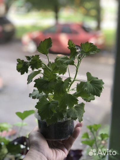 Пеларгония герань