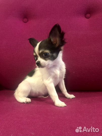 Щенки чихуахуа мини