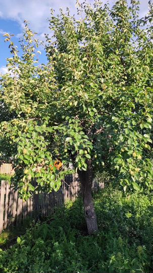 Дом 12 м² на участке 4 сот.