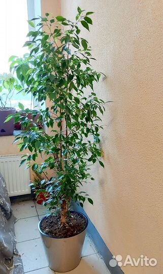 Фикус бенджамина Анастасия