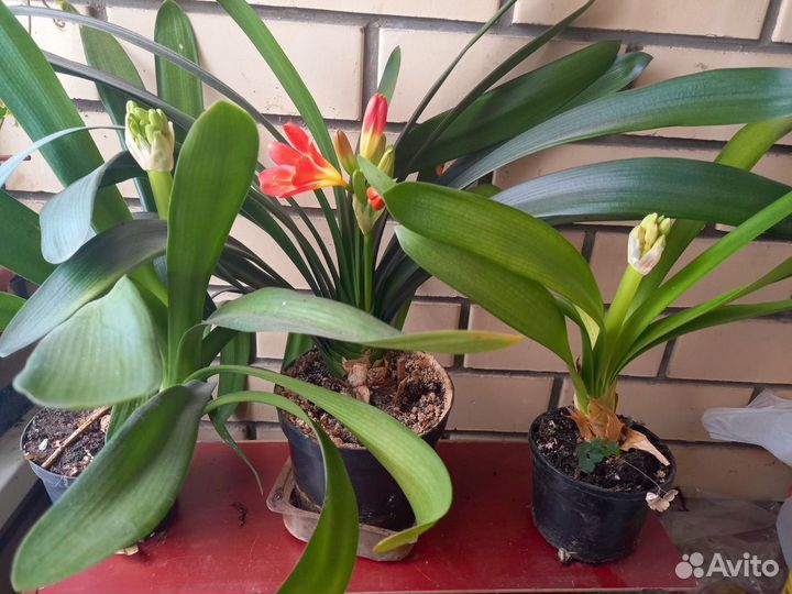 Кливия киноварная