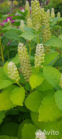 Растение лаконос