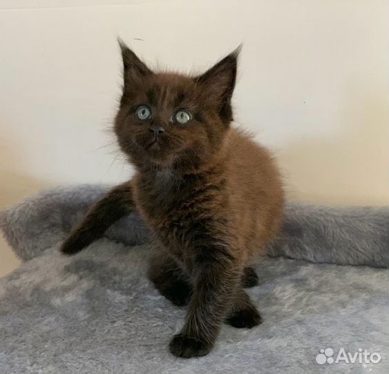Мейн-кун котята