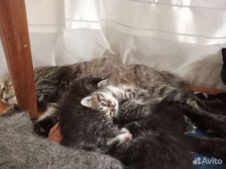 Котята бобтейлы