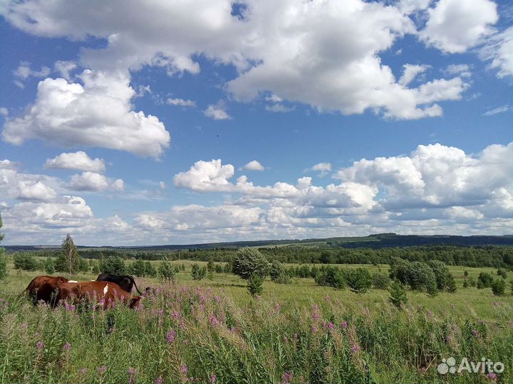 Душица, зверобой, тысячелистник