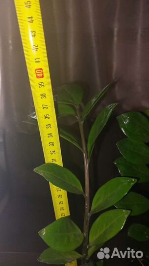 Замиокулькас