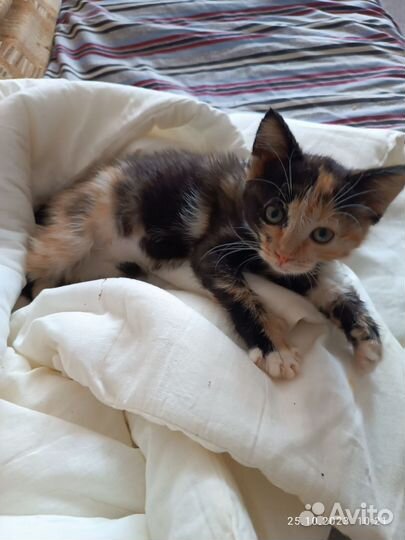 Котёнок ищет дом