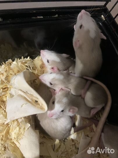 Крысята Дамбо