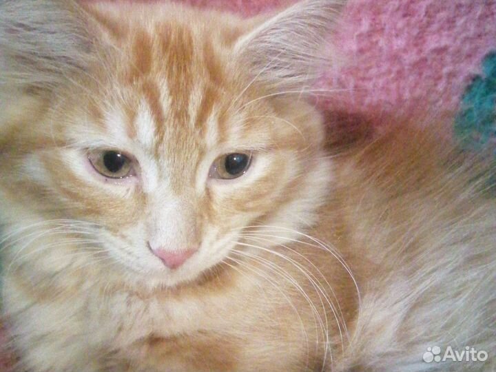 Котята отдам в добрые руки бесплатно