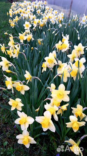 Цветы для сада - Мускари