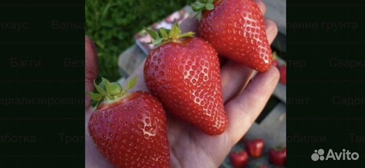 Азия,Альбион