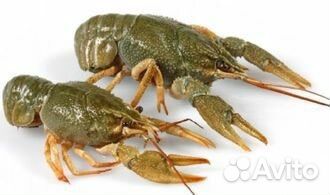 Живые и вареные раки в розницу