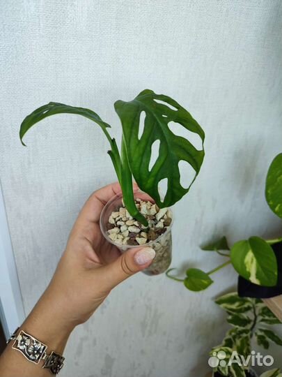 Мастера Манки Маск (Адансона)