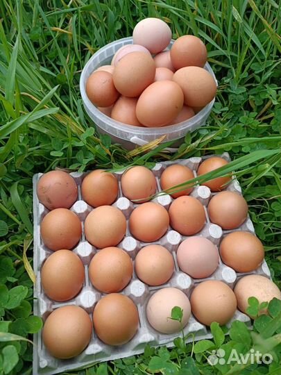 Эко яйцо домашнее куриное без химии, зерно и трава