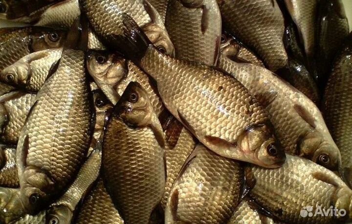 Рыба карась, Свежий