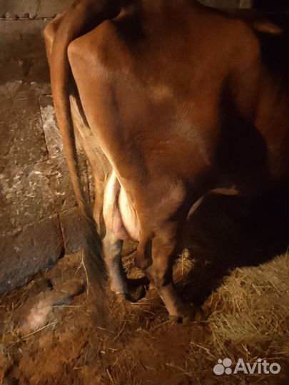 Корова дойная