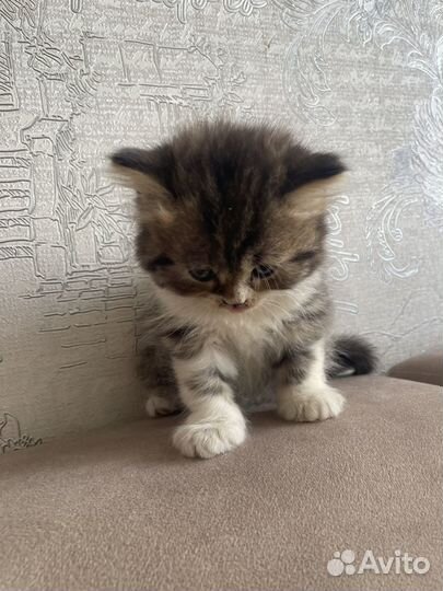 Шотландские вислоухие котята