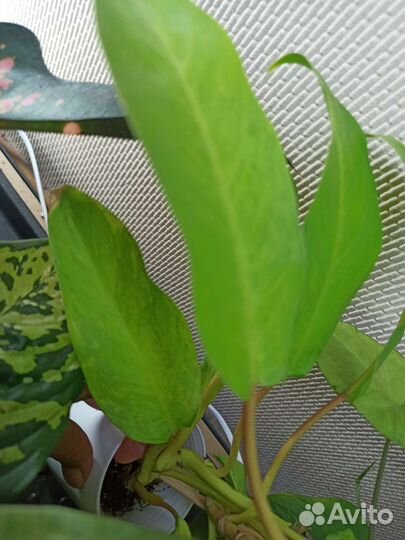 Филодендрон Тай Санрайз