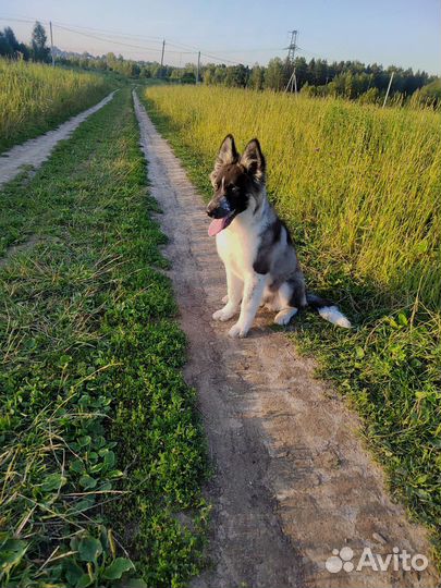 Девочка метис хаски