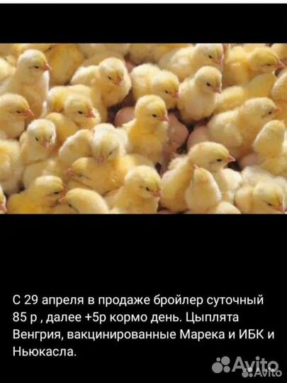 Бройлер суточный