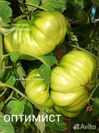 Коллекционные семена томатов,высылаю почтой