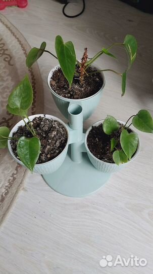 Антуриум детки