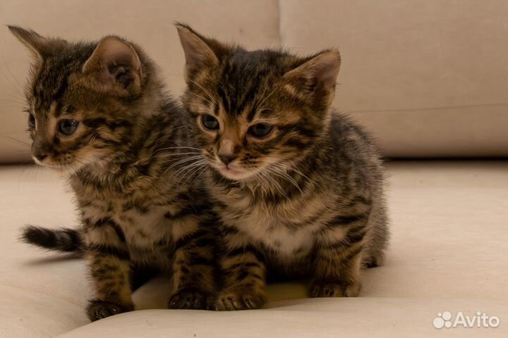 Продам котят