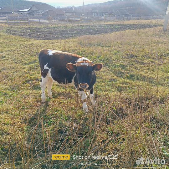 Телята бычки