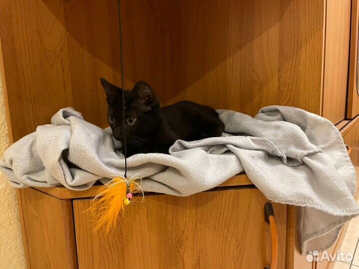 Гошка - горошка в добрые руки