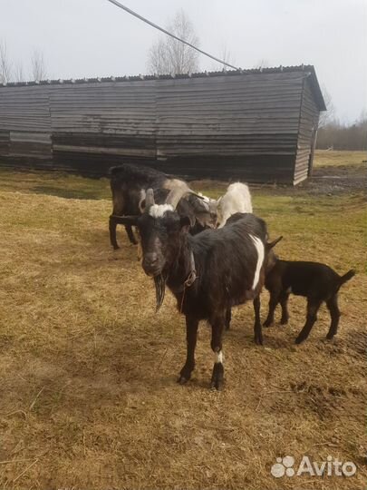 Козы дойные