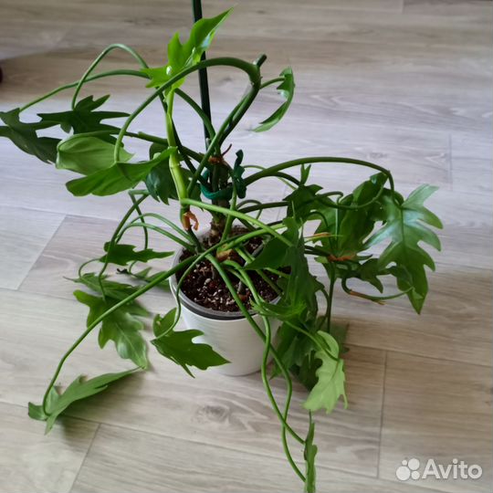 Филодендрон