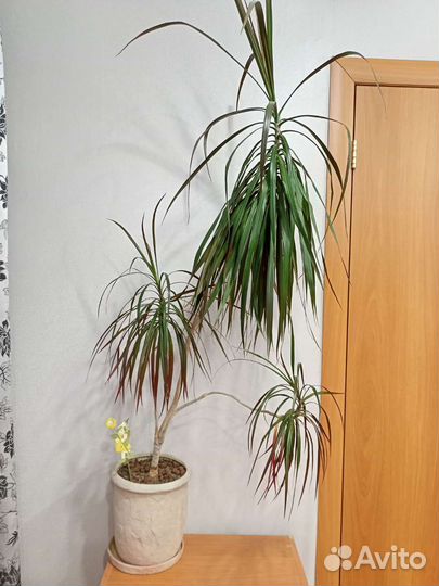 Пальма драцена