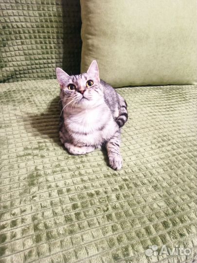 Кошка в добрые руки