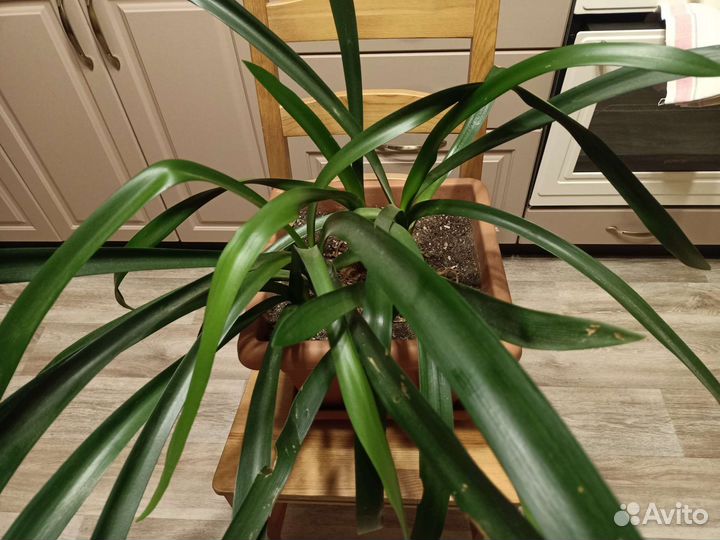 Комнатные цветы кливия