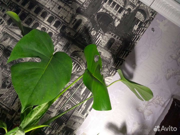 Комнатные растения