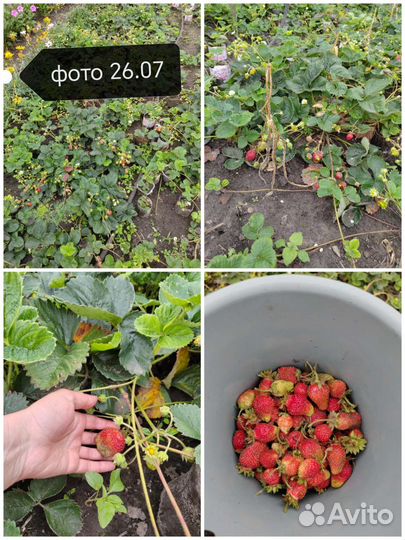 Саженцы ремонтантной клубники